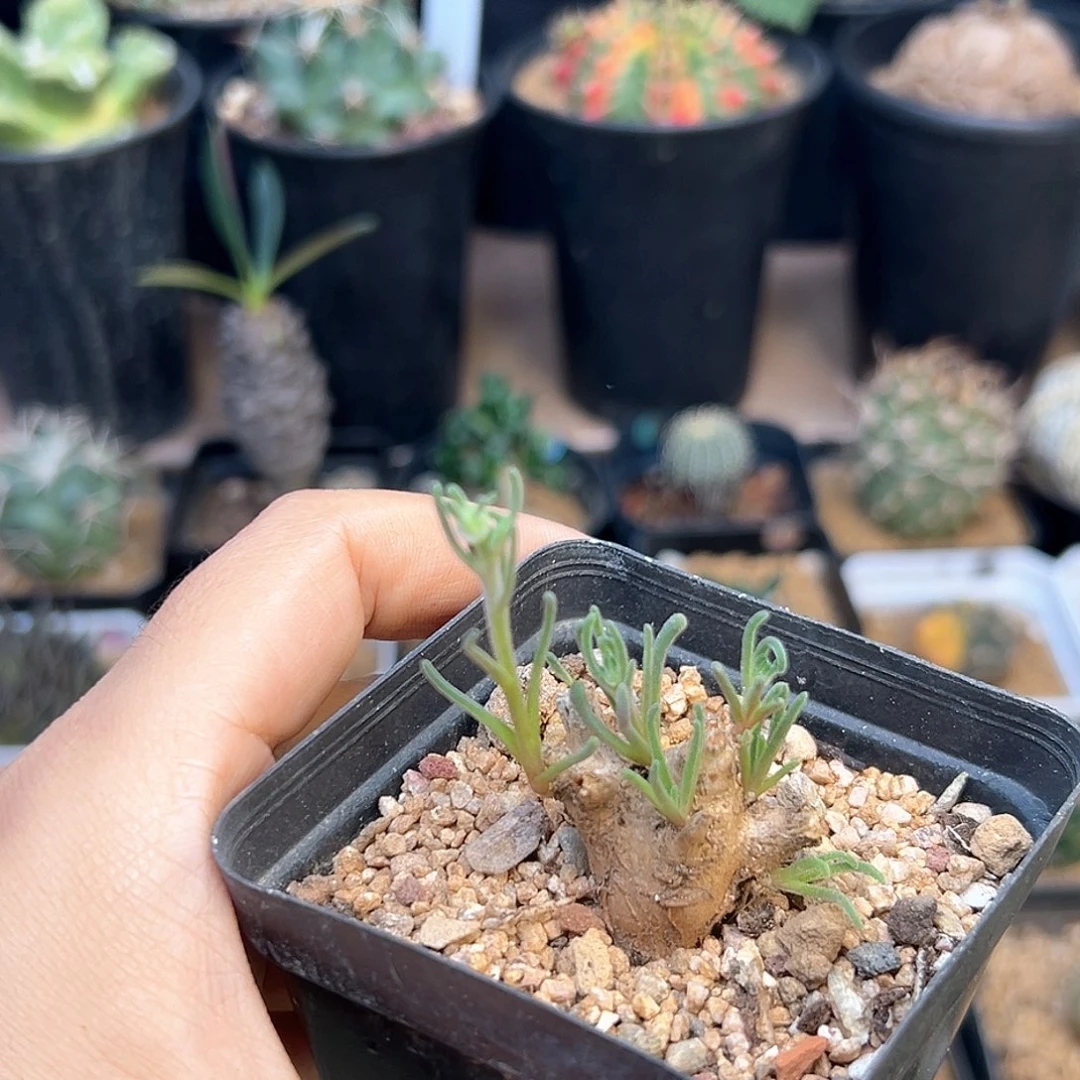 黄花淡青霜母本一颗