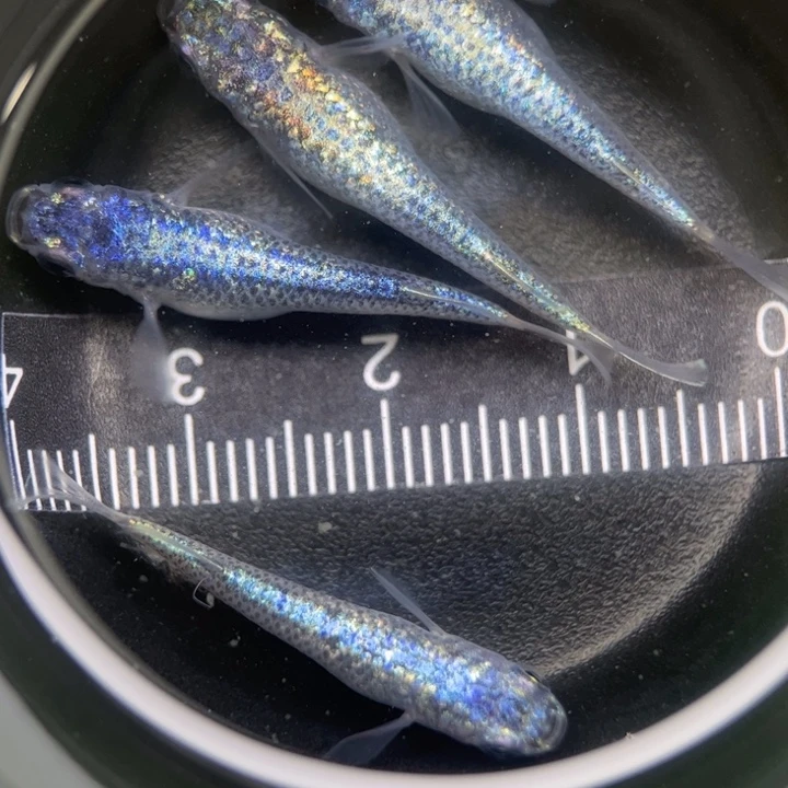 海水鱼海王星24号
