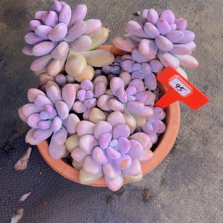 桃蛋45多肉植物盆栽