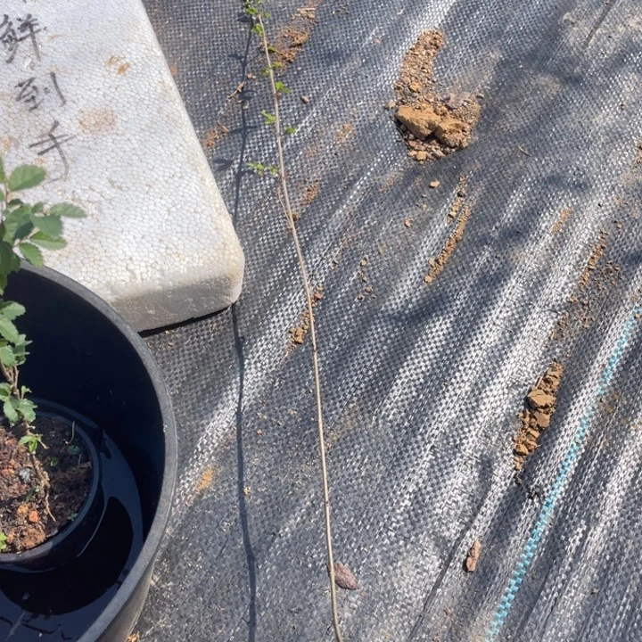 久***胡无花朵附图片来源