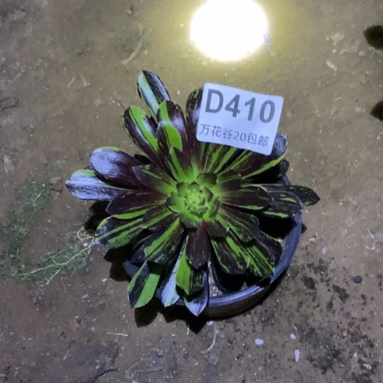 410水墨丹青多肉植物