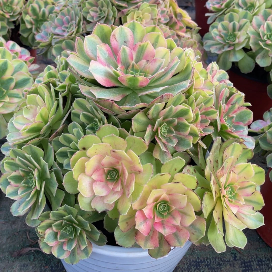 431雨合精品法师老桩