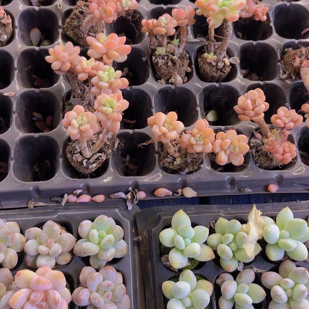 白鹿一颗量拍111111