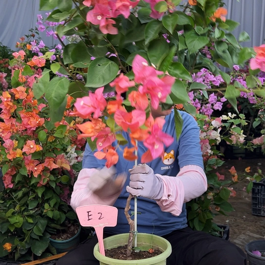 鱼***海大部分花苞少量开放E2波妹