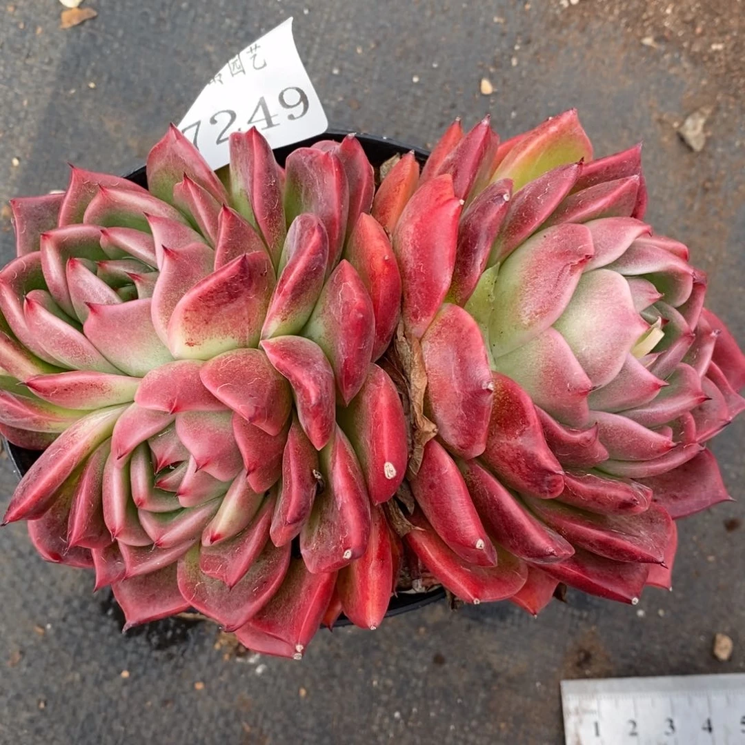 7249杂交多肉老桩