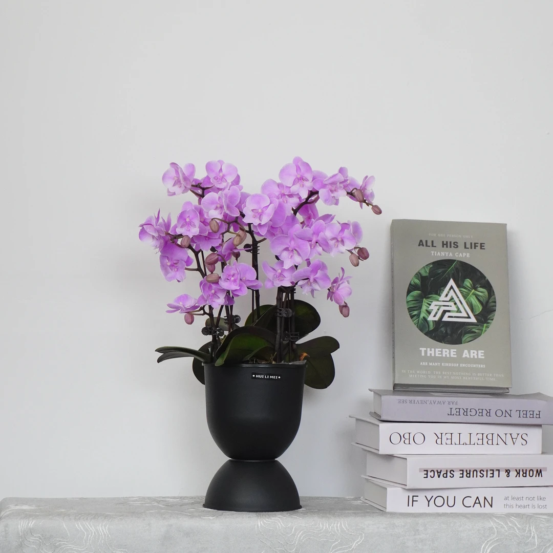 【禹城王子】蝴蝶兰 四季好养