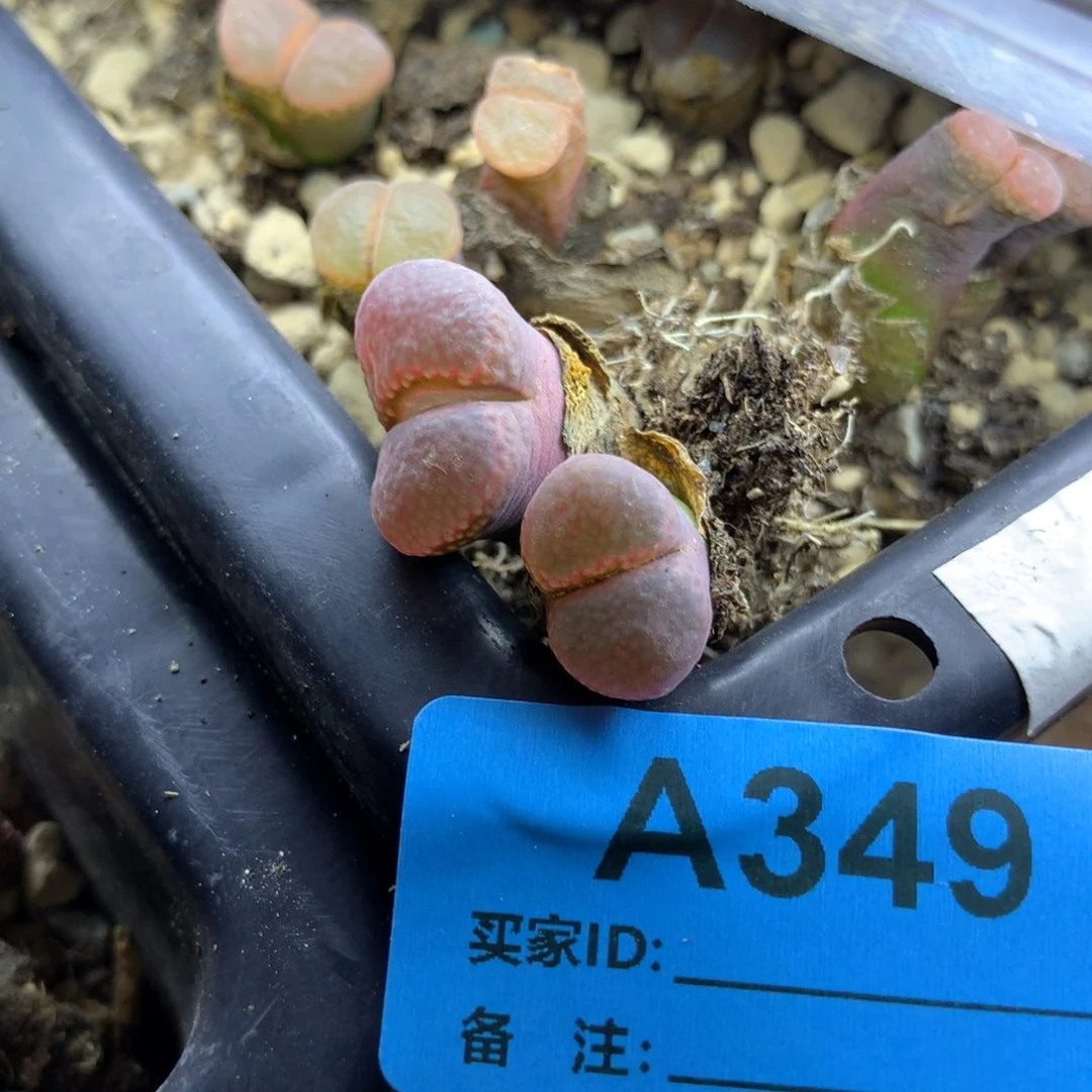 a349温巴德c10母本