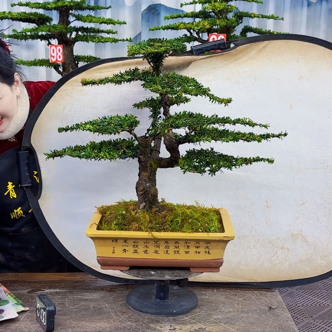 无花朵罗汉松88888888