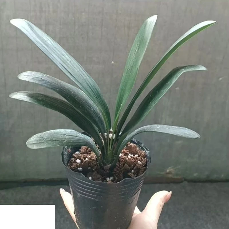 【亏品福利】5-7片叶子君子兰盆栽四季种植开花植物