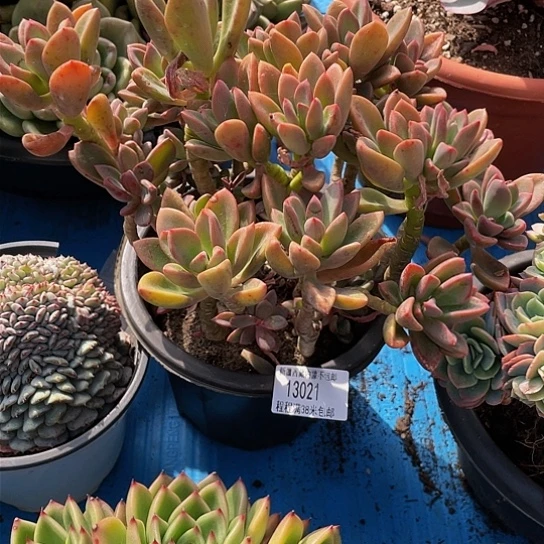 鸿****）紫星13021多肉