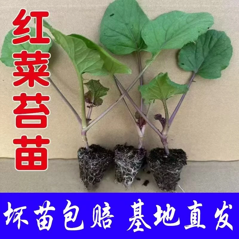 十月红菜苔苗早熟高营养红菜苔秧苗蔬菜苗传统红菜苔苗菜秧苗
