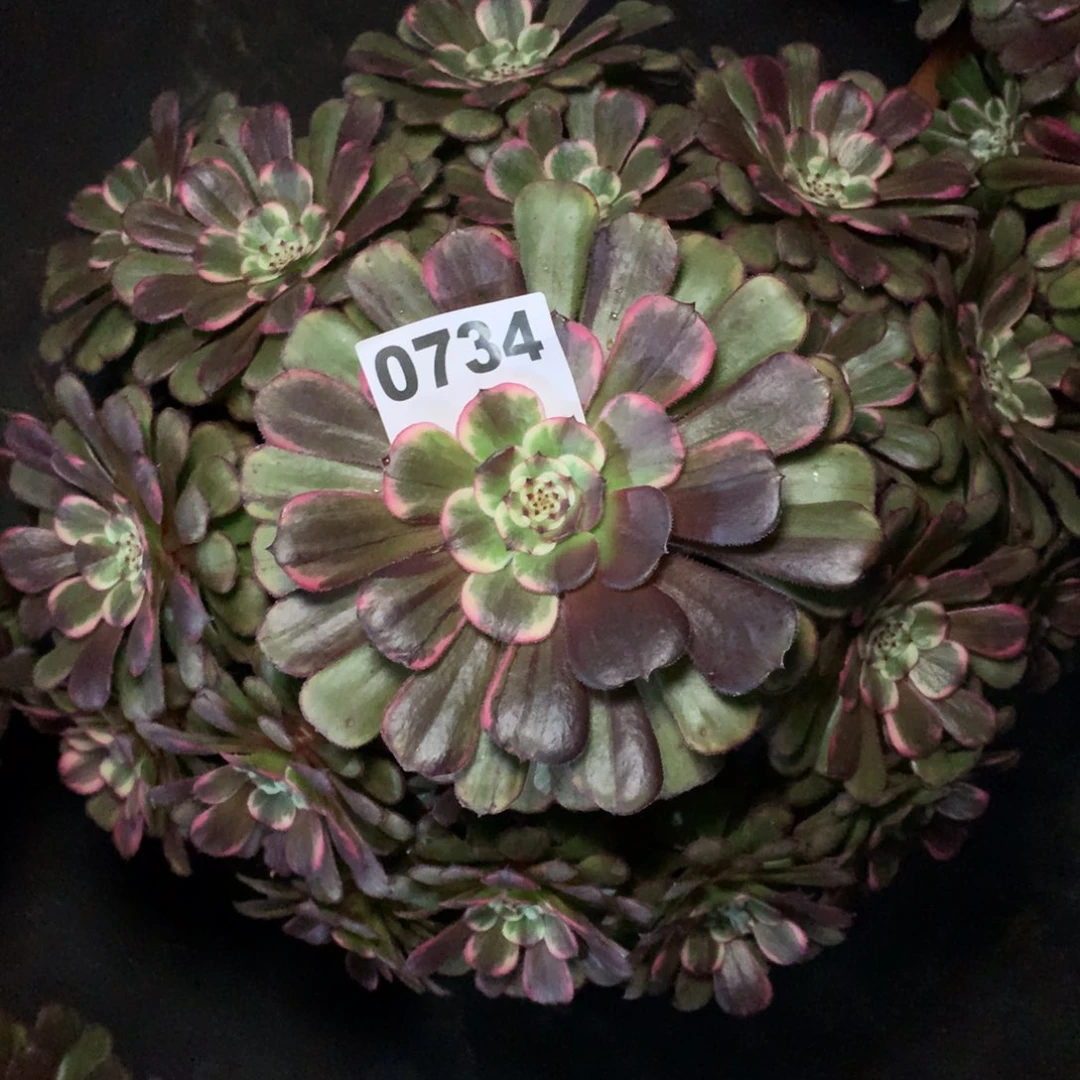 天使734法师多肉植物35000000