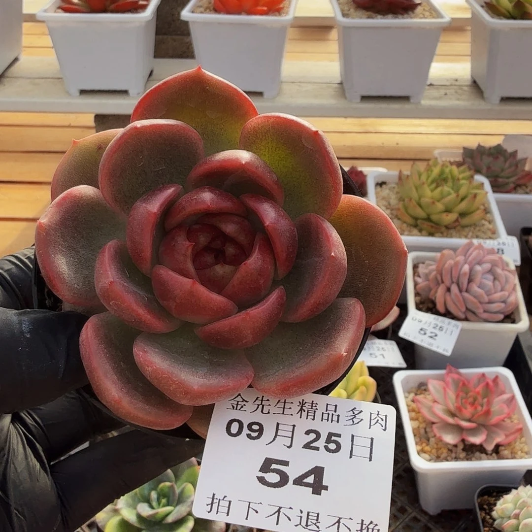 0925-54般若珍妮单头