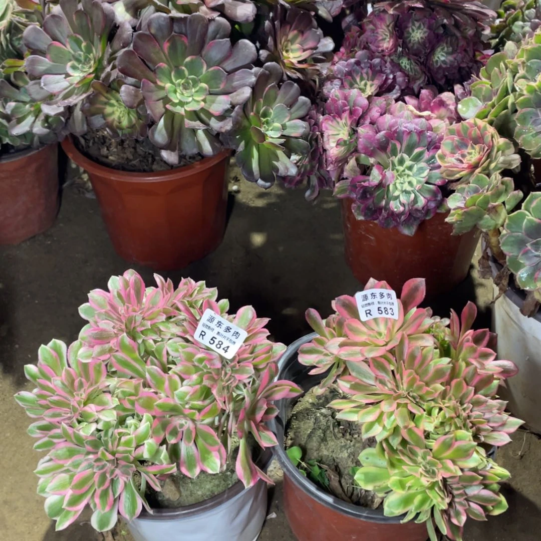 583-584两颗多肉法师断枝不包