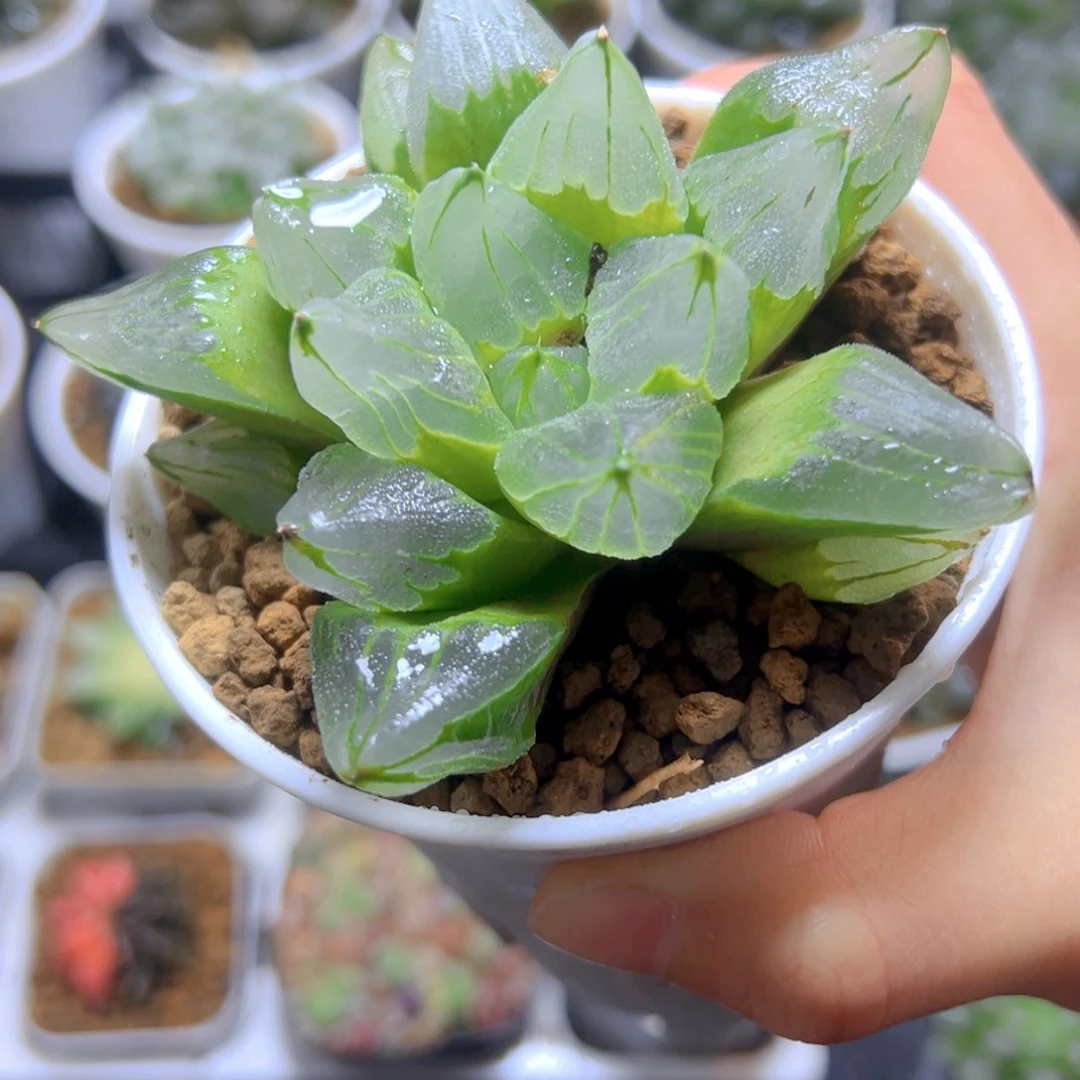 冰城寿玉露多肉多肉多肉