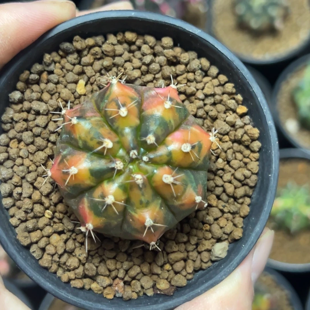 乌贼侧芽自根带盆土发货7