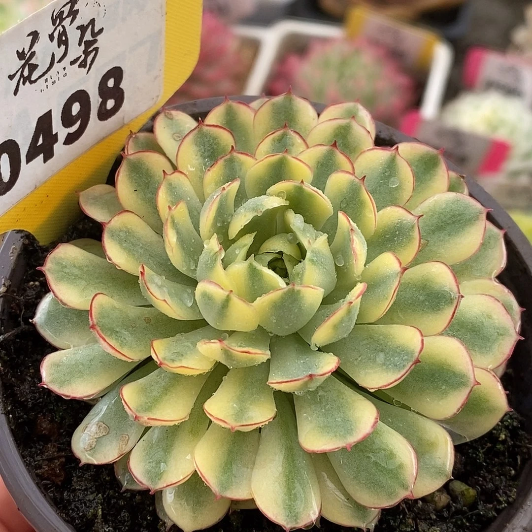 498梦幻哈哈哈哈哈哈哈