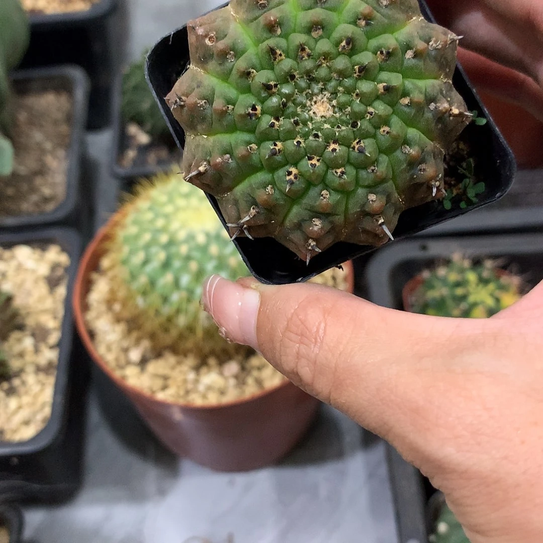 当前无花栽培后可以开花实生根黑刺凤头退刺
