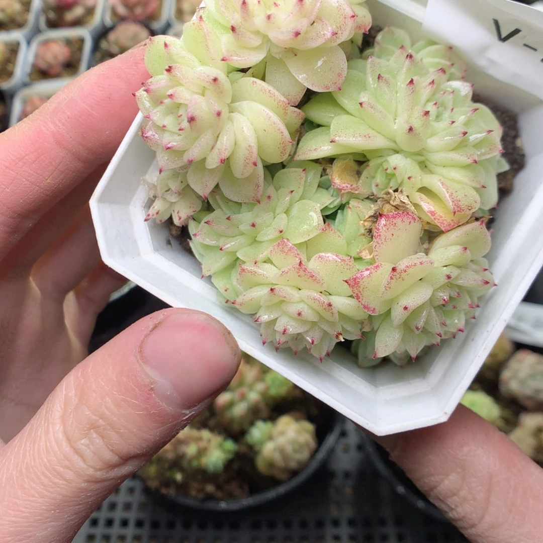 V27y y y y y y y y y y