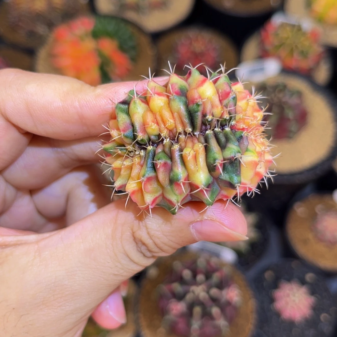 彩虹锦缀化 米哈仙人球
