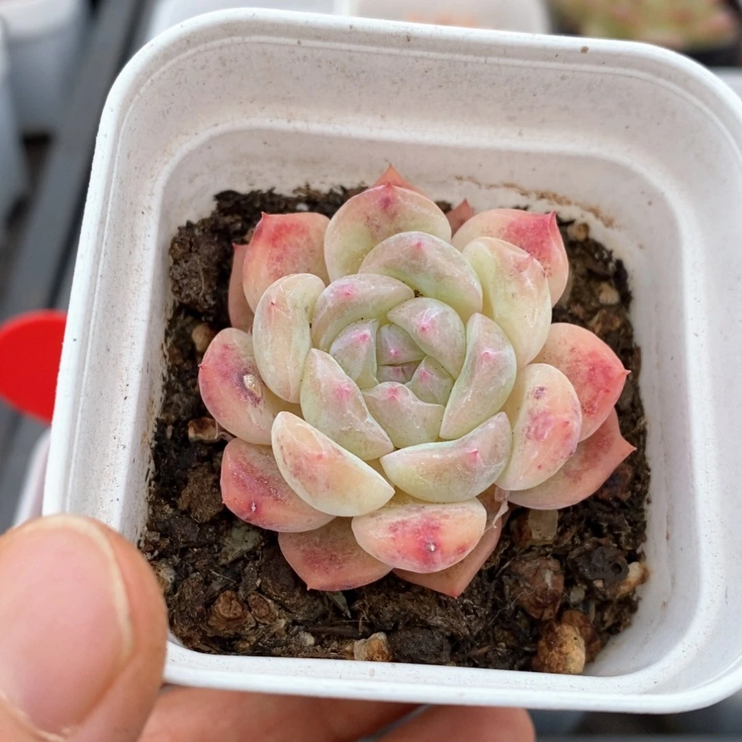 精品多肉一物一拍88