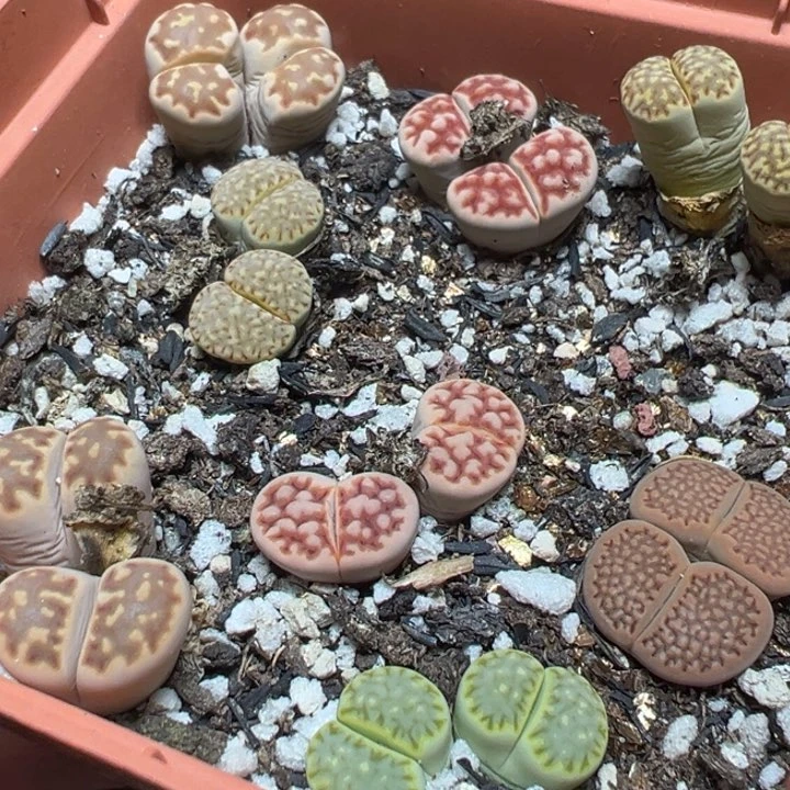 【闪购商品】 605。