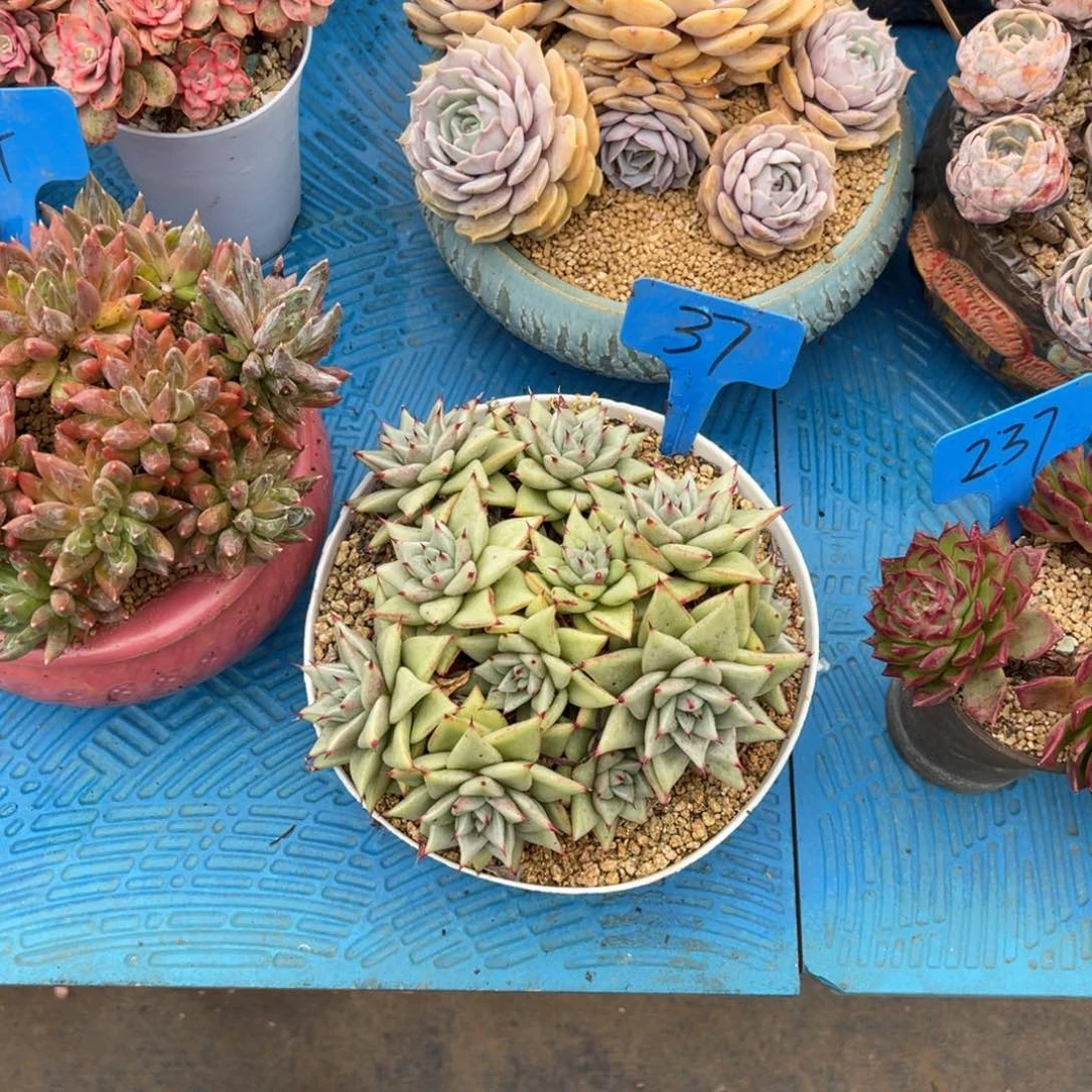 婵*0037东云多肉