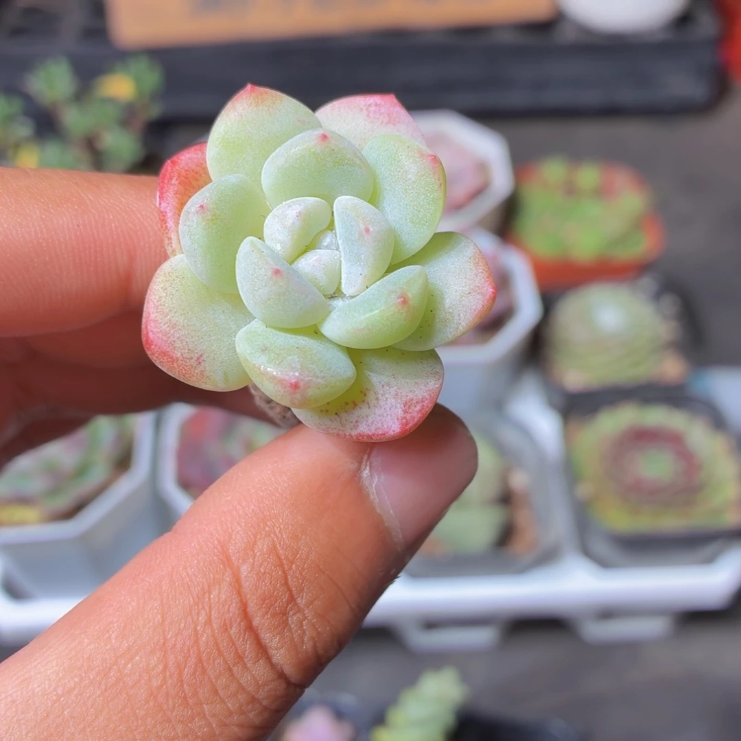 冰玉多肉9.9包邮发货