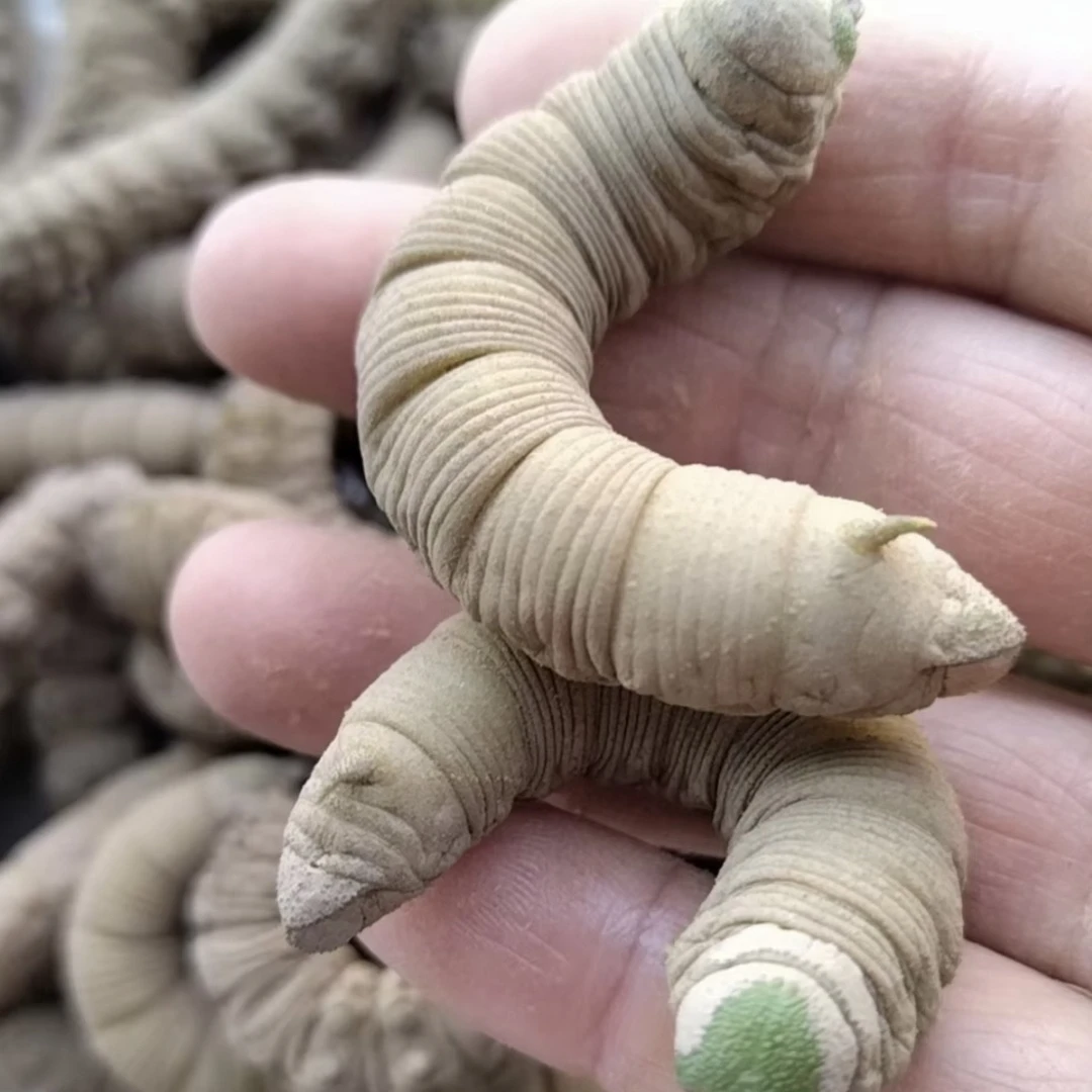 活体山东豆地蜇豆虫