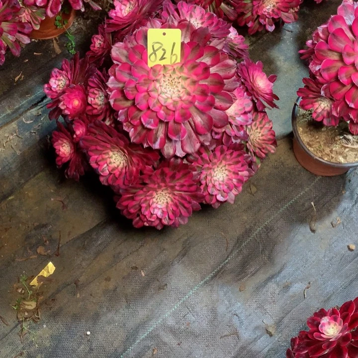 826红铜白多肉111111