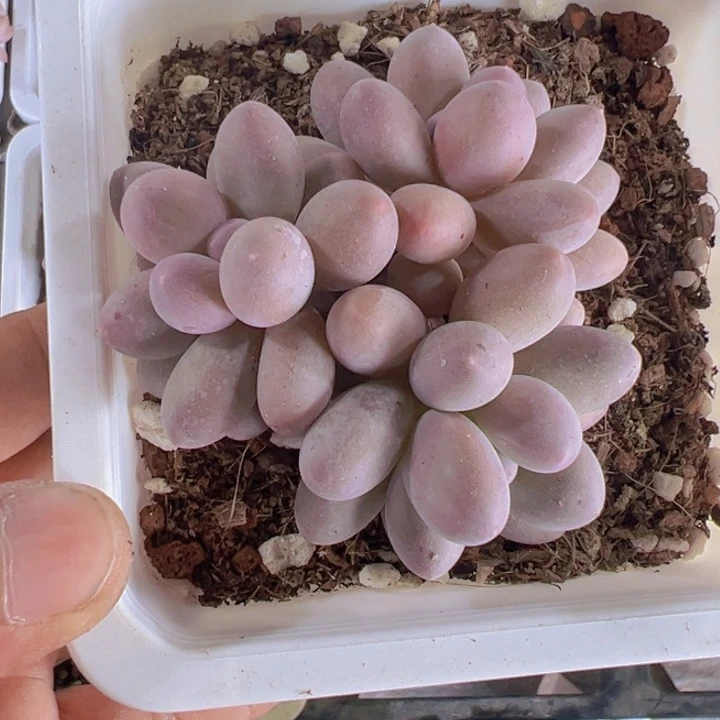 汤圆精品多肉植物大战