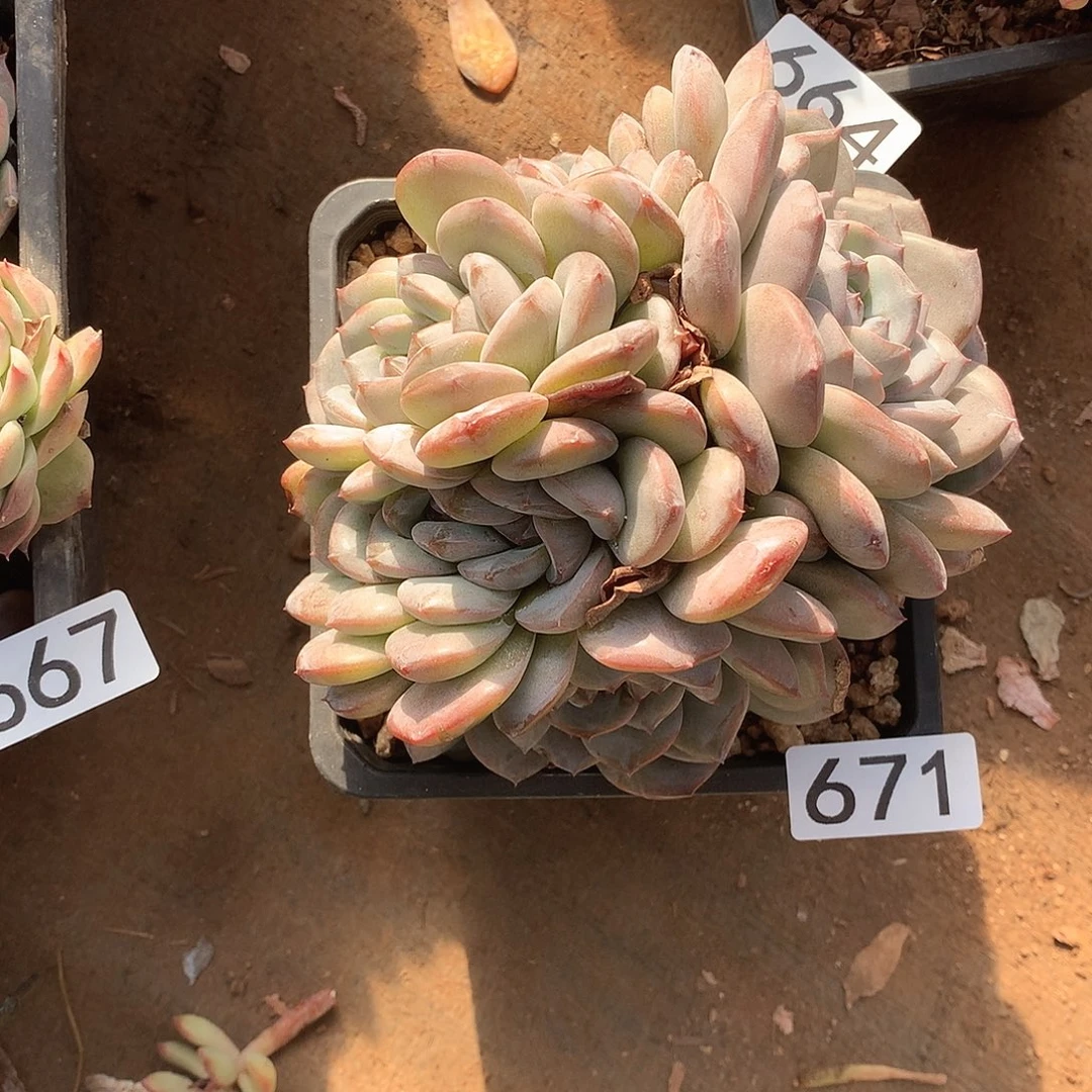 671 一物一拍多肉