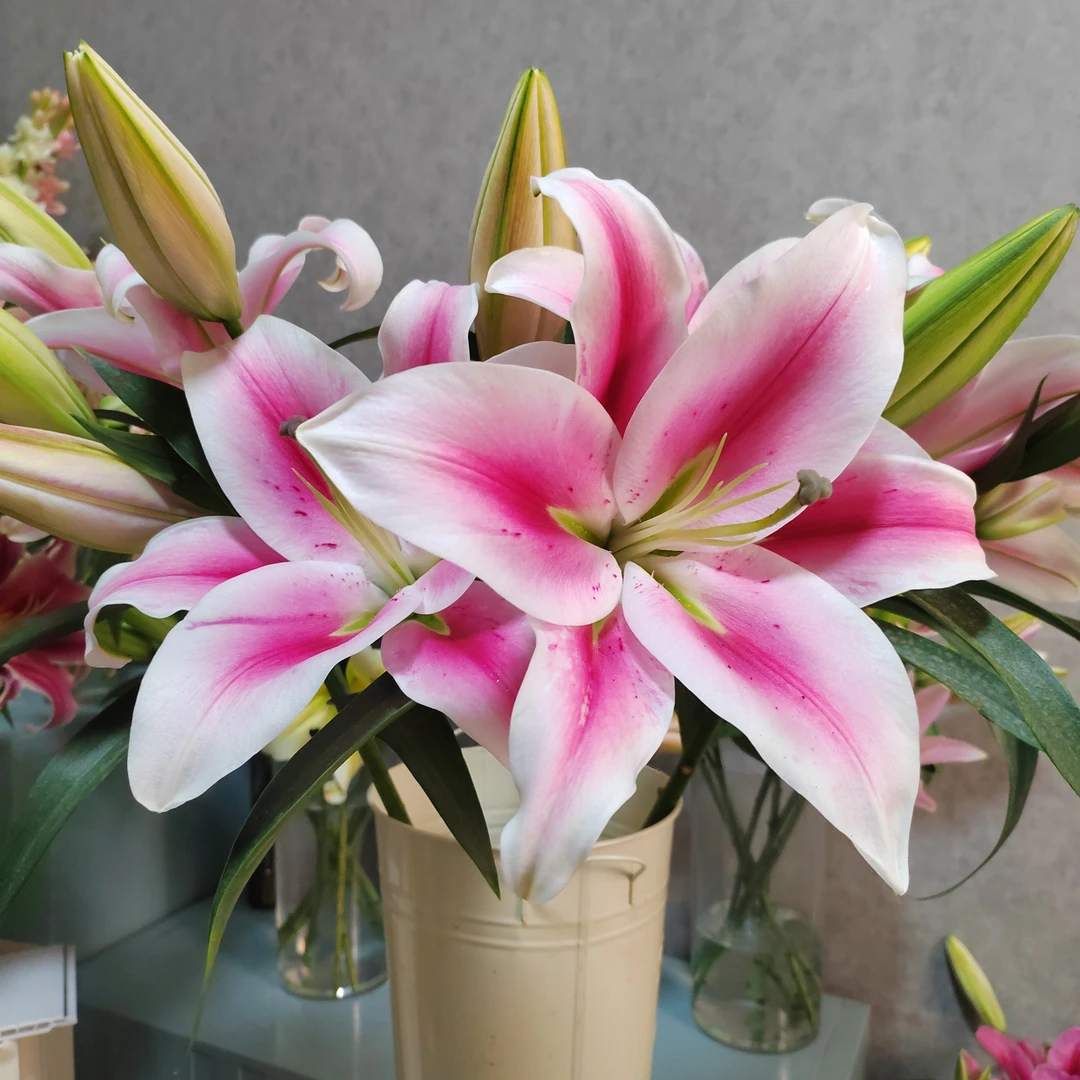 【粉佳人】高品香水百合鲜花辽宁基地直发鲜切花居家顺丰包邮