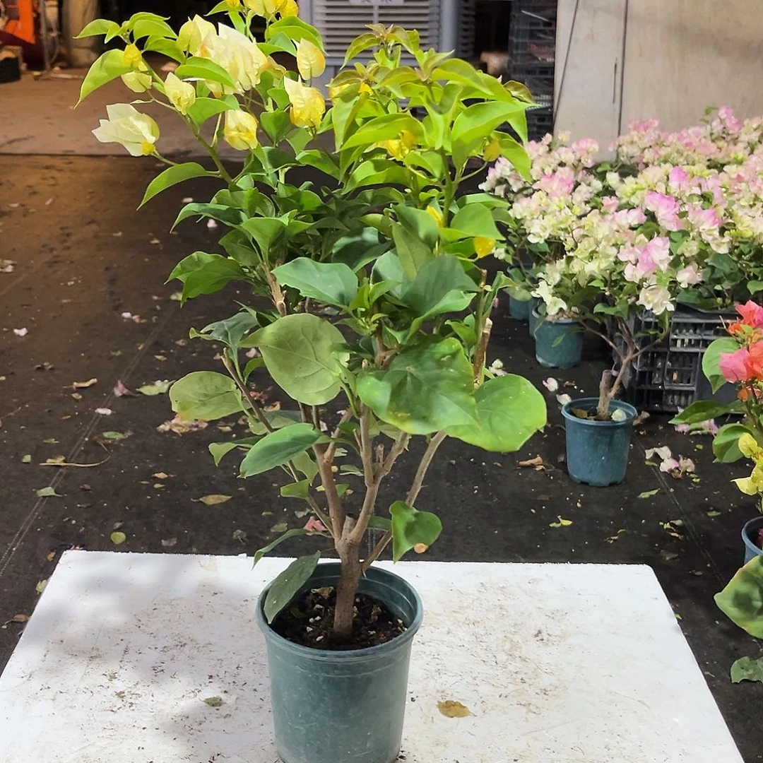 完全开放浅彩虹掌中宝一颗