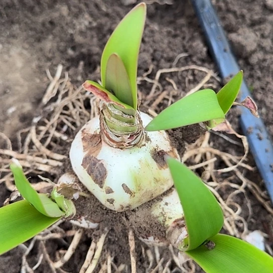 十二单衣6-7厘米三侧芽