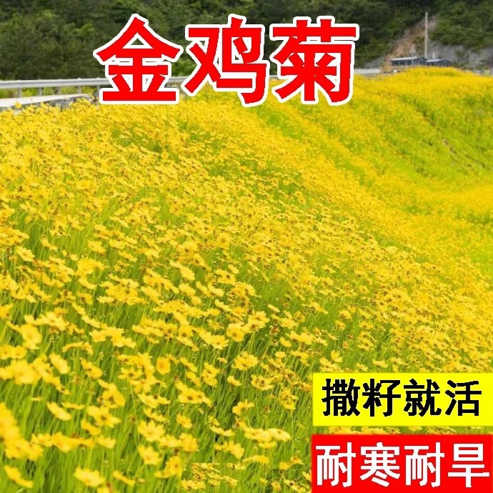 金鸡菊花种子多年生宿根大花金鸡菊花种籽四季易活花海色块花期长