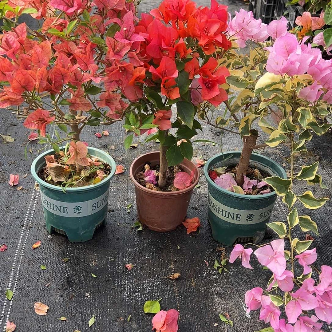 大部分花苞少量开放酒红，夕阳红，中国丽人组合