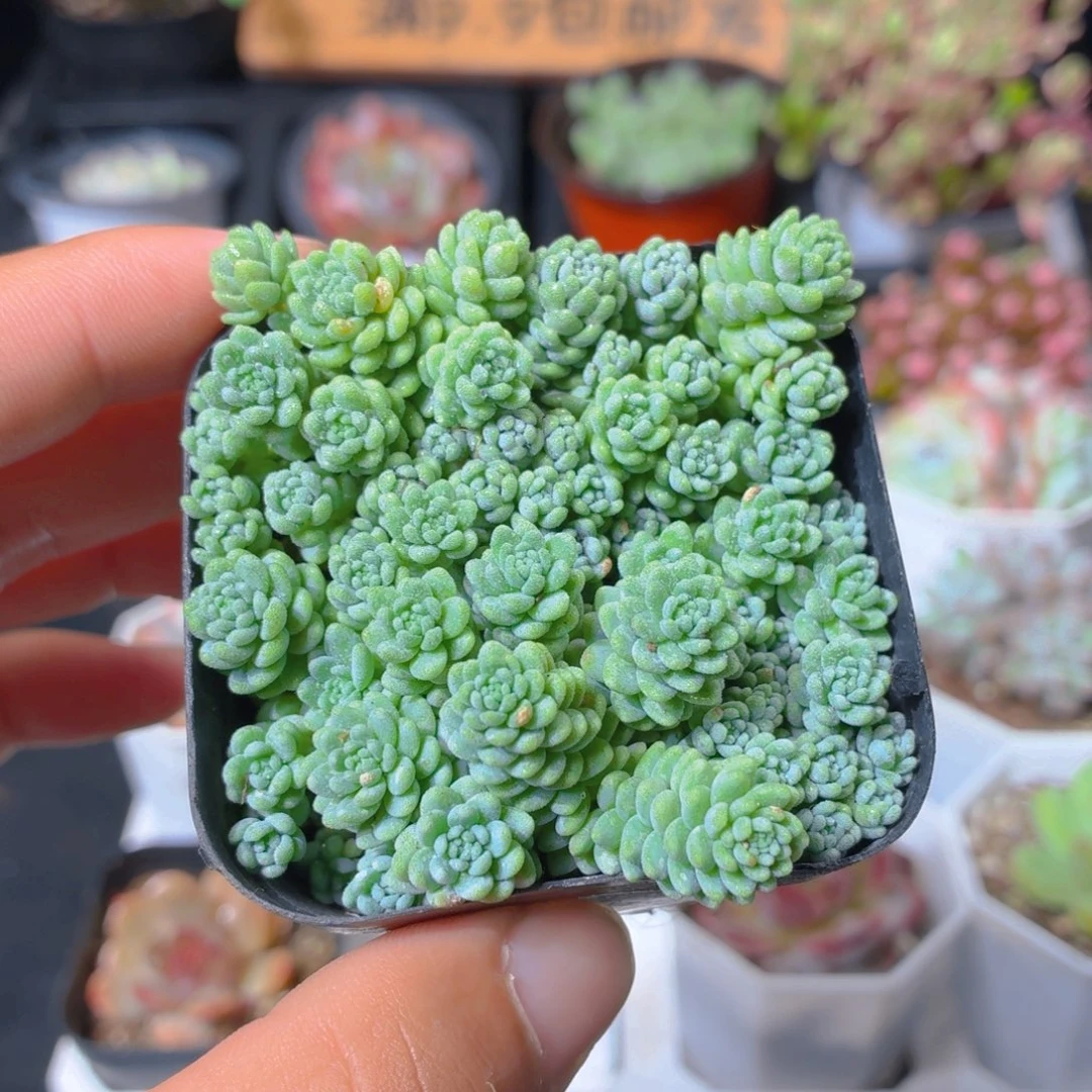 姬星美人多肉9.9包邮发货
