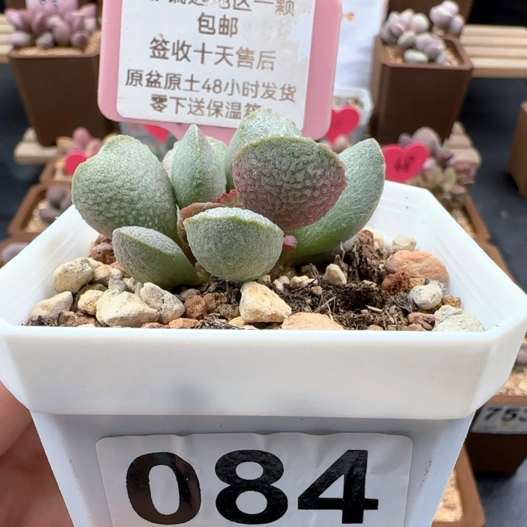 084流萤多肉植物