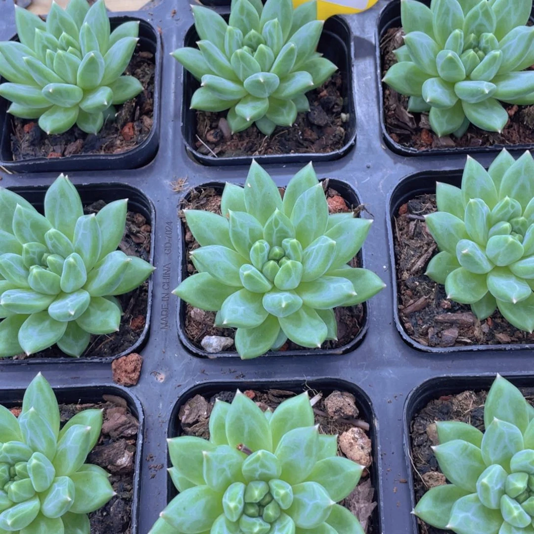 652号 原始甲骨文单头一个