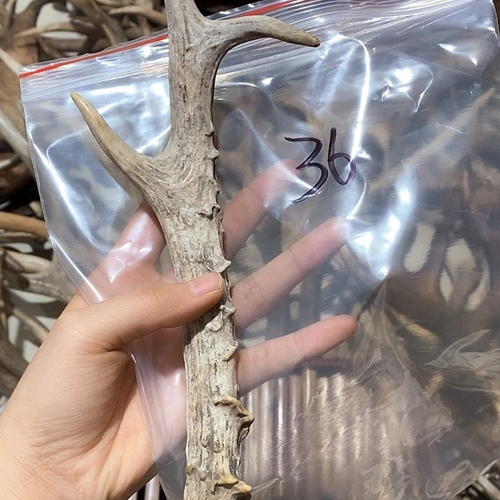 鹿角鹿角鹿角鹿角鹿角