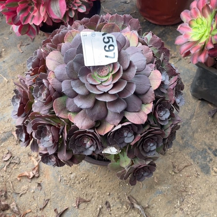 多肉灰姑娘法师，掉了一个头597