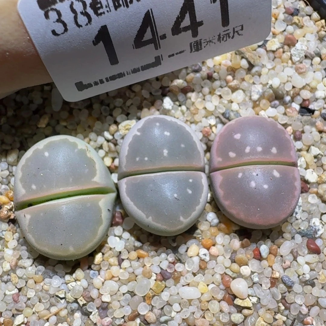 zzzz生石花肉锥1441