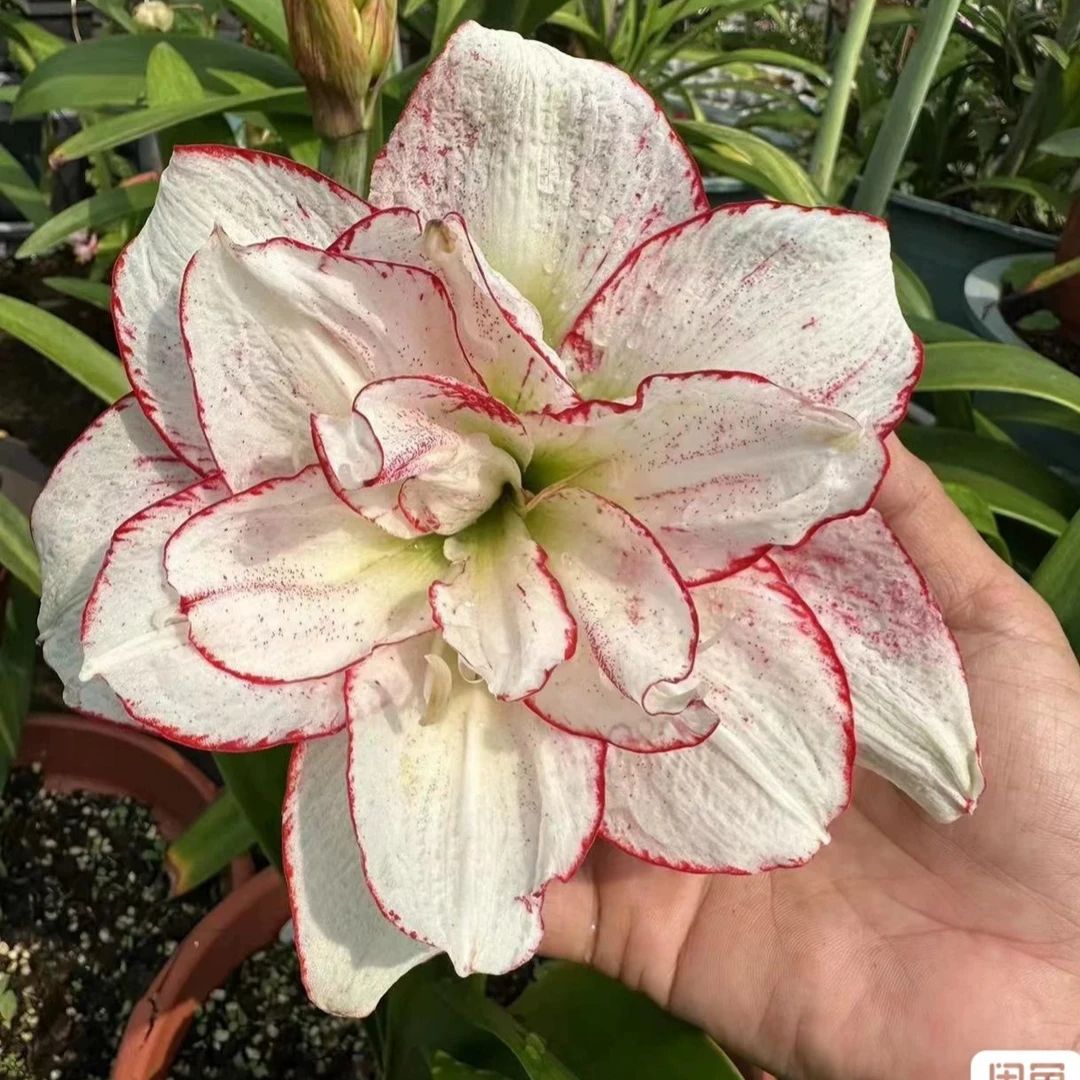 澳洲朱顶红 买买买