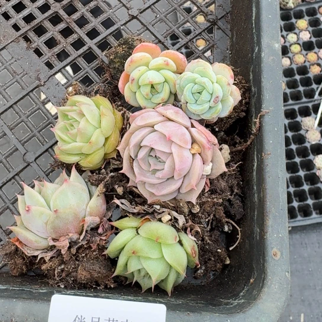 海胆组合量拍21-8