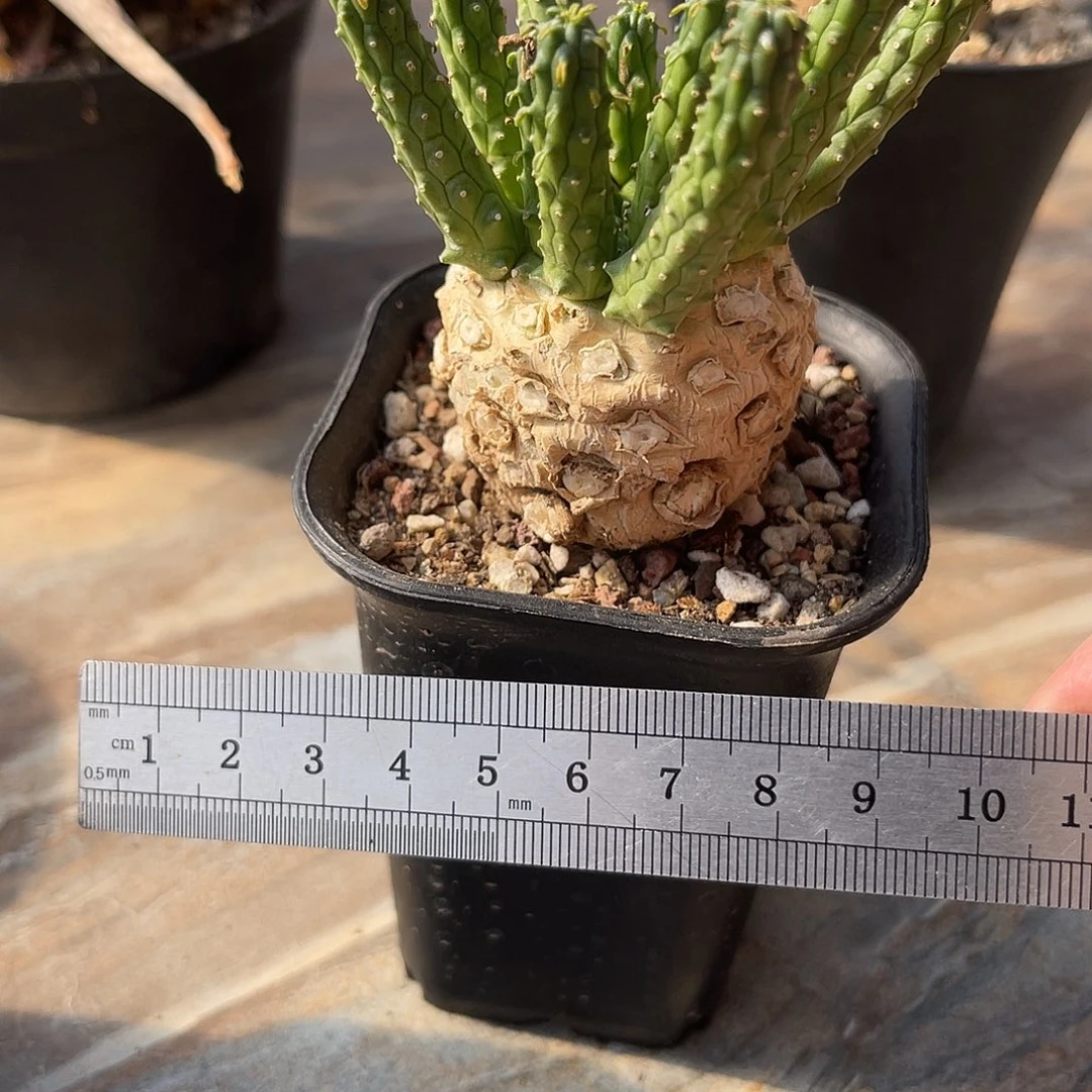 实生九头龙块根一物一拍