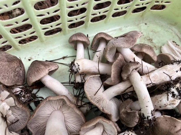 贵州高山茅草菌（棕灰口蘑）