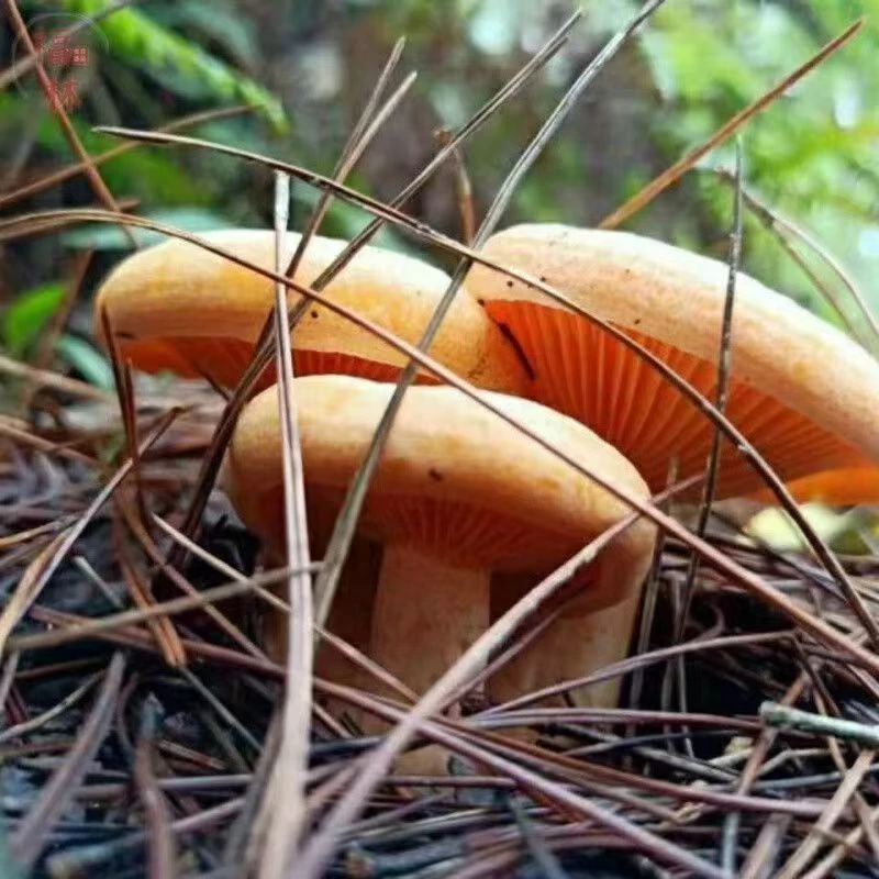 【1369人收藏】野生优质乌枞菌黄枞菌菌种菌包居家培植野生枞树菌黄