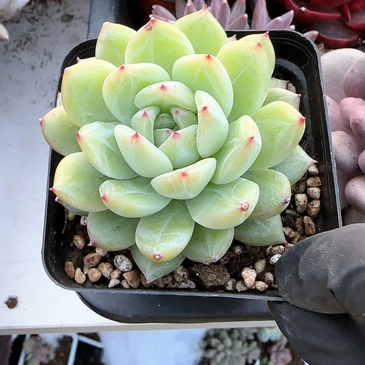 青蛙王子儿童牙膏111