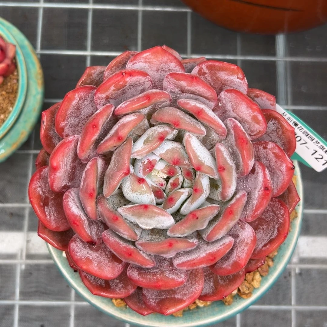 多肉一物一拍0207-121